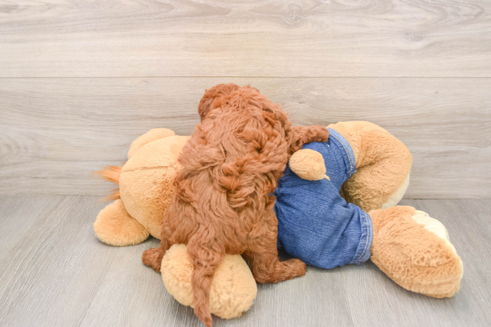 Best Mini Goldendoodle Baby