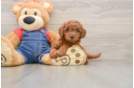 Playful Mini Groodle Poodle Mix Puppy