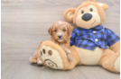 Mini Goldendoodle Pup Being Cute