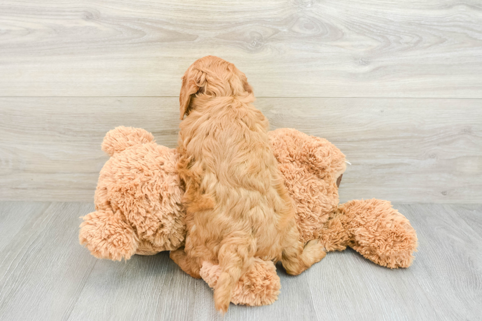 Adorable Golden Retriever Poodle Mix Poodle Mix Puppy