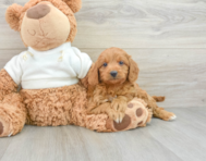 8 week old Mini Goldendoodle Puppy For Sale - Florida Fur Babies