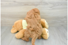 Mini Goldendoodle Puppy for Adoption