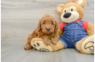 Mini Goldendoodle Pup Being Cute