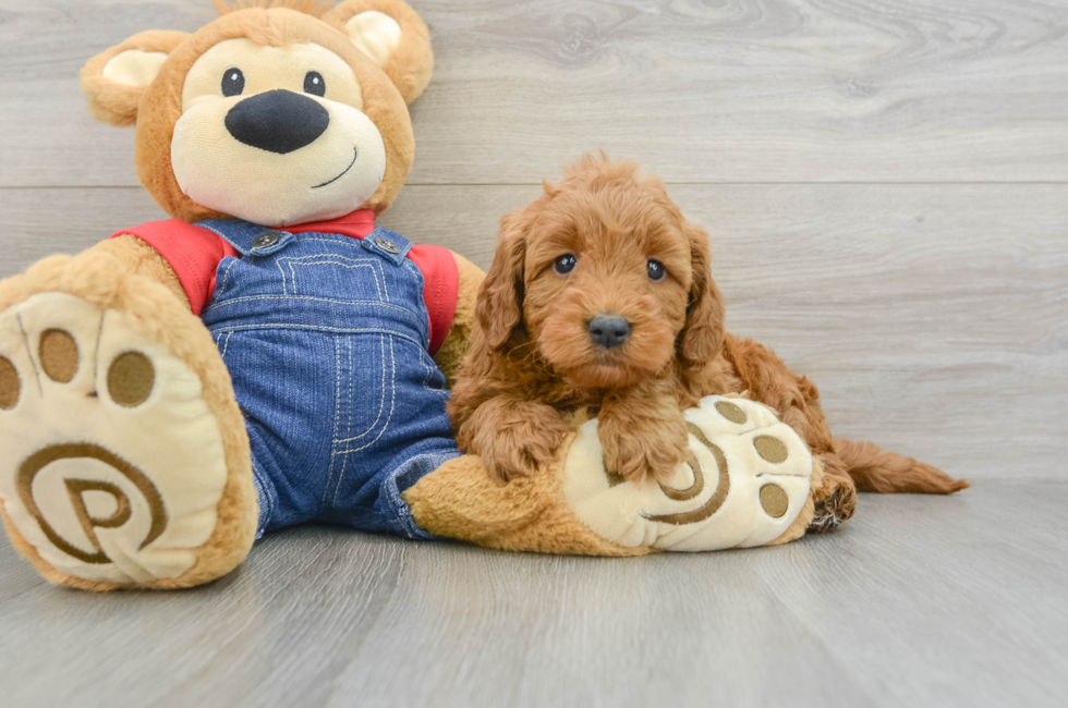 6 week old Mini Goldendoodle Puppy For Sale - Florida Fur Babies