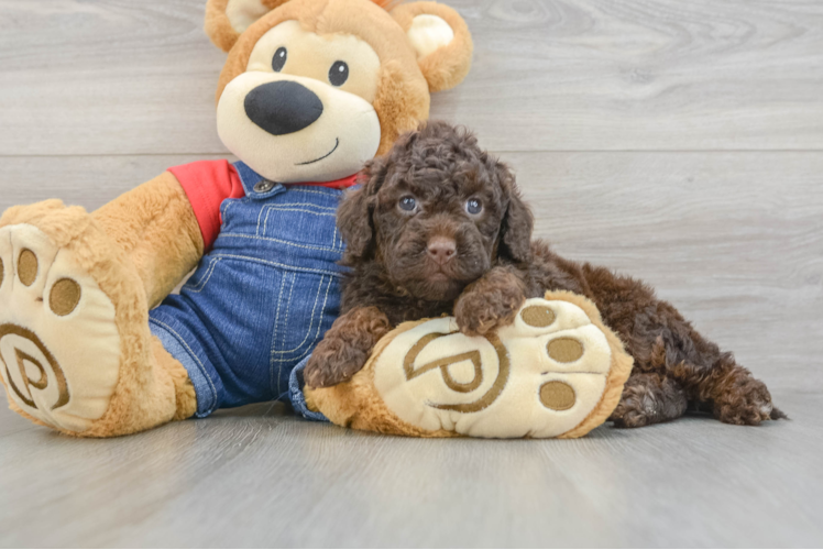 Mini Goldendoodle Puppy for Adoption