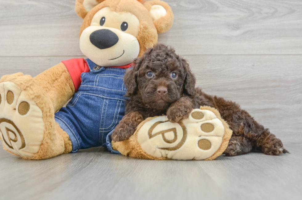6 week old Mini Goldendoodle Puppy For Sale - Florida Fur Babies
