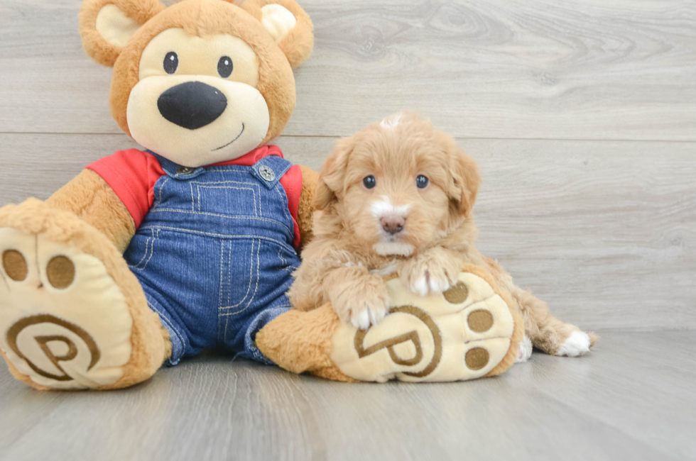 5 week old Mini Goldendoodle Puppy For Sale - Florida Fur Babies