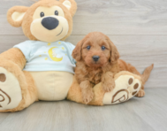 9 week old Mini Goldendoodle Puppy For Sale - Florida Fur Babies