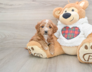 6 week old Mini Goldendoodle Puppy For Sale - Florida Fur Babies