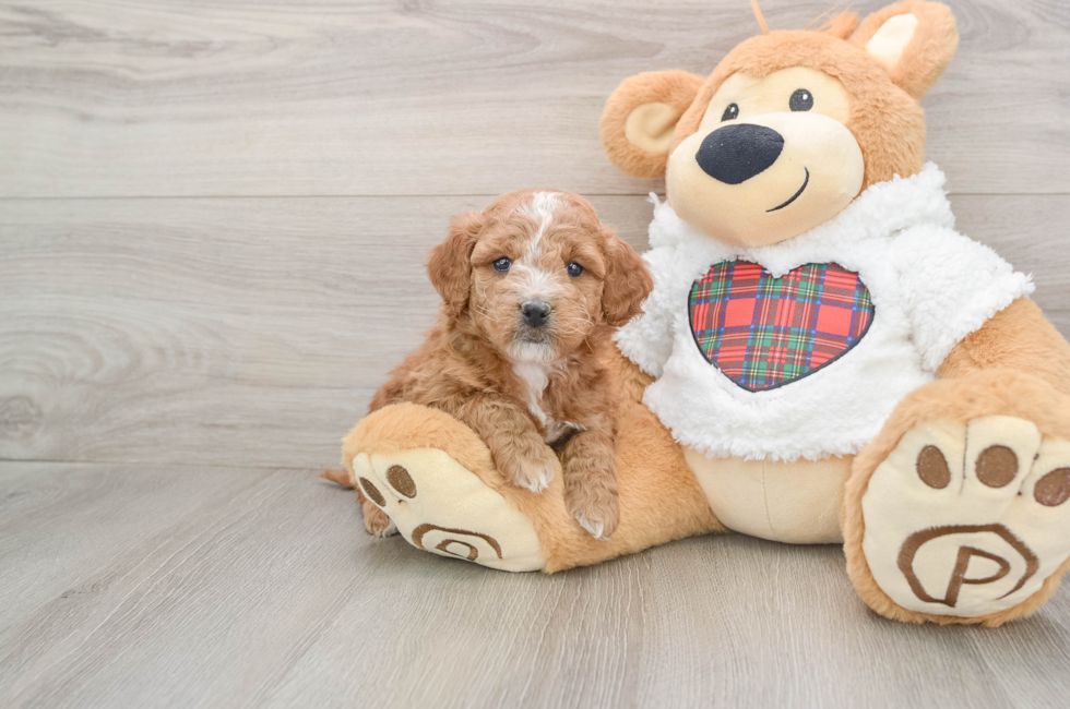 5 week old Mini Goldendoodle Puppy For Sale - Florida Fur Babies