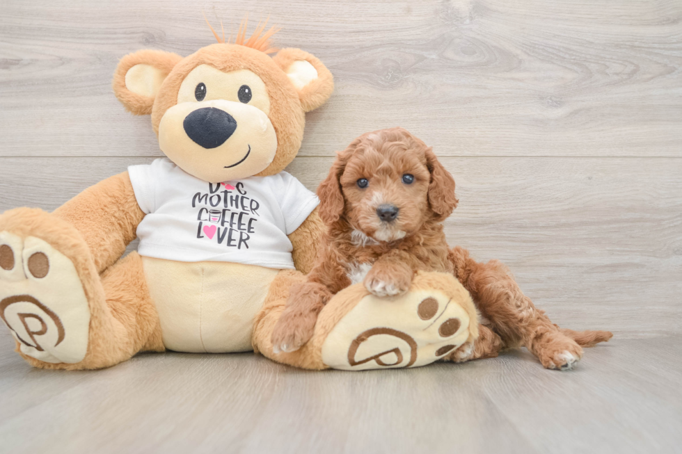 Small Mini Goldendoodle Baby