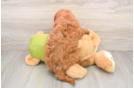 Playful Mini Groodle Poodle Mix Puppy