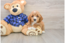 Little Mini Goldenpoo Poodle Mix Puppy