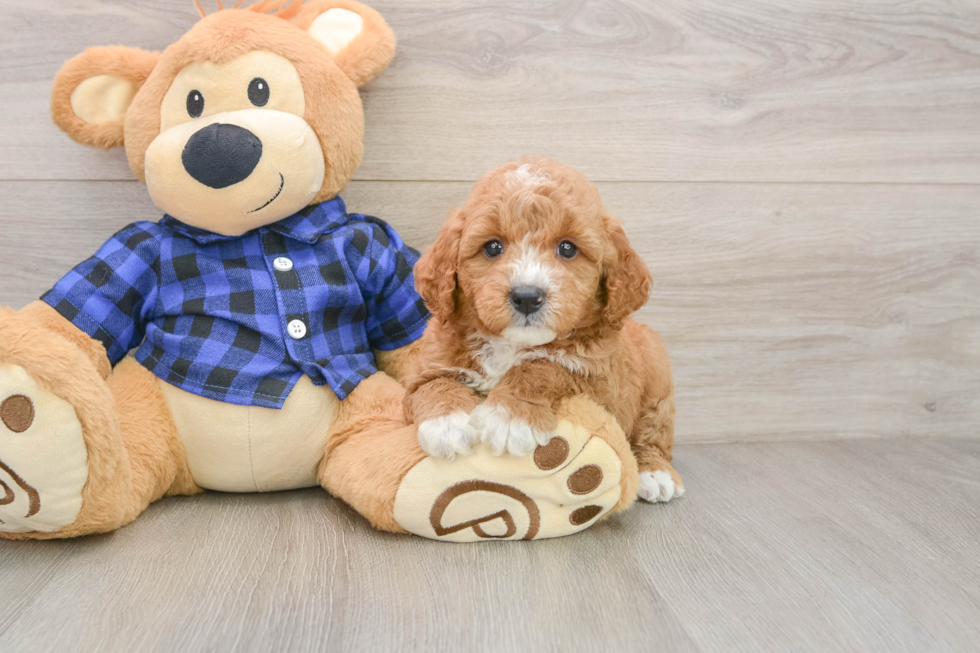 Little Mini Goldenpoo Poodle Mix Puppy