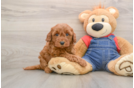 Mini Goldendoodle Puppy for Adoption