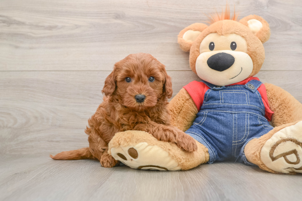 Mini Goldendoodle Puppy for Adoption