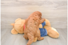 Mini Goldendoodle Puppy for Adoption