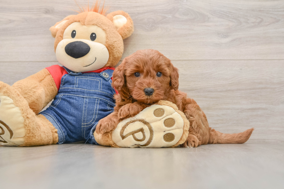 Smart Mini Goldendoodle Poodle Mix Pup