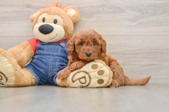 Smart Mini Goldendoodle Poodle Mix Pup