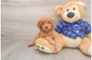 Petite Mini Goldendoodle Poodle Mix Pup