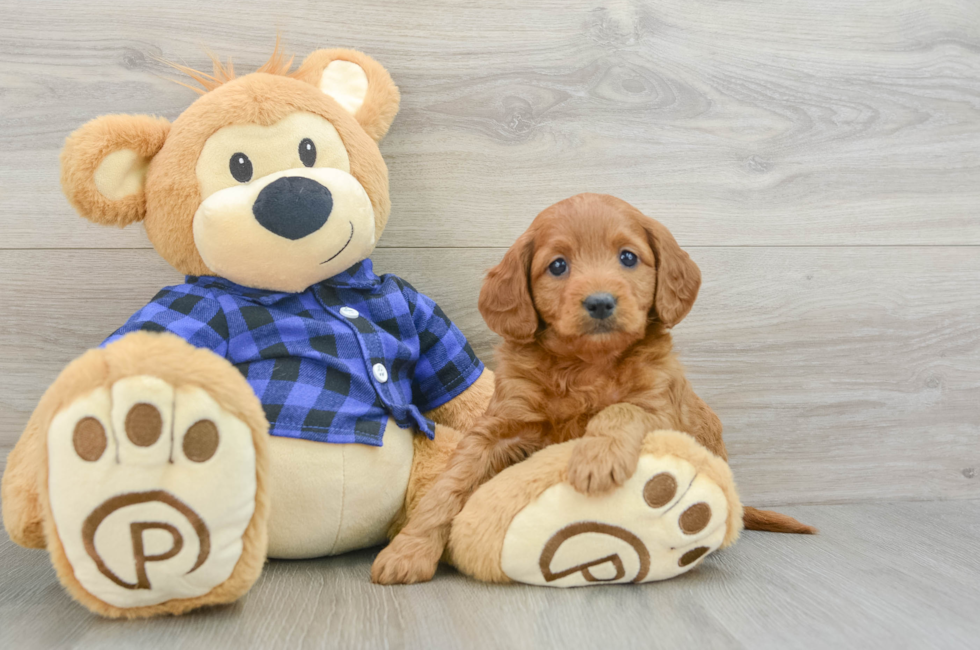 6 week old Mini Goldendoodle Puppy For Sale - Florida Fur Babies