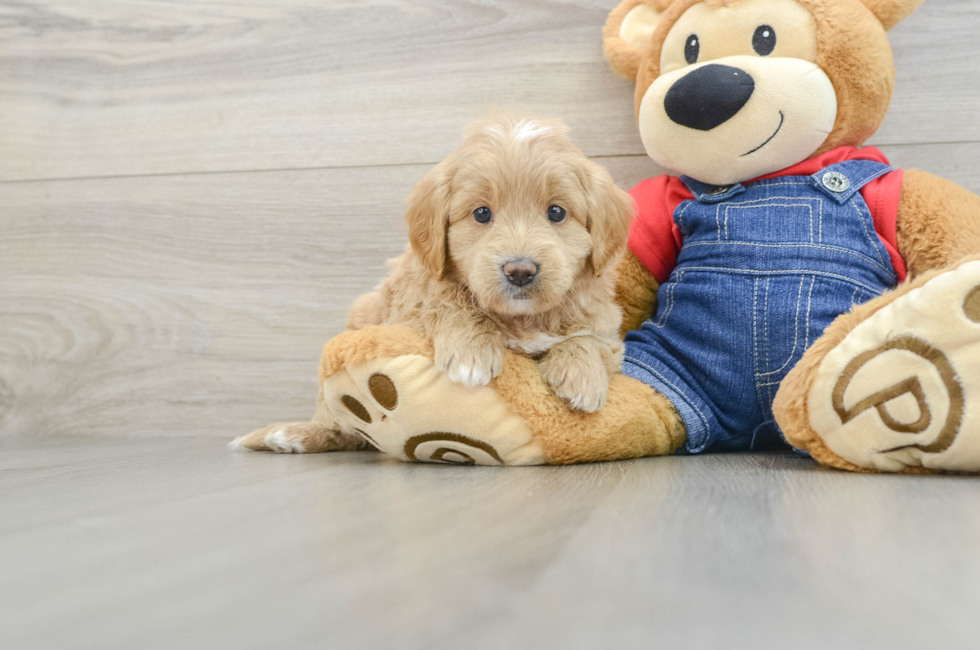 5 week old Mini Goldendoodle Puppy For Sale - Florida Fur Babies