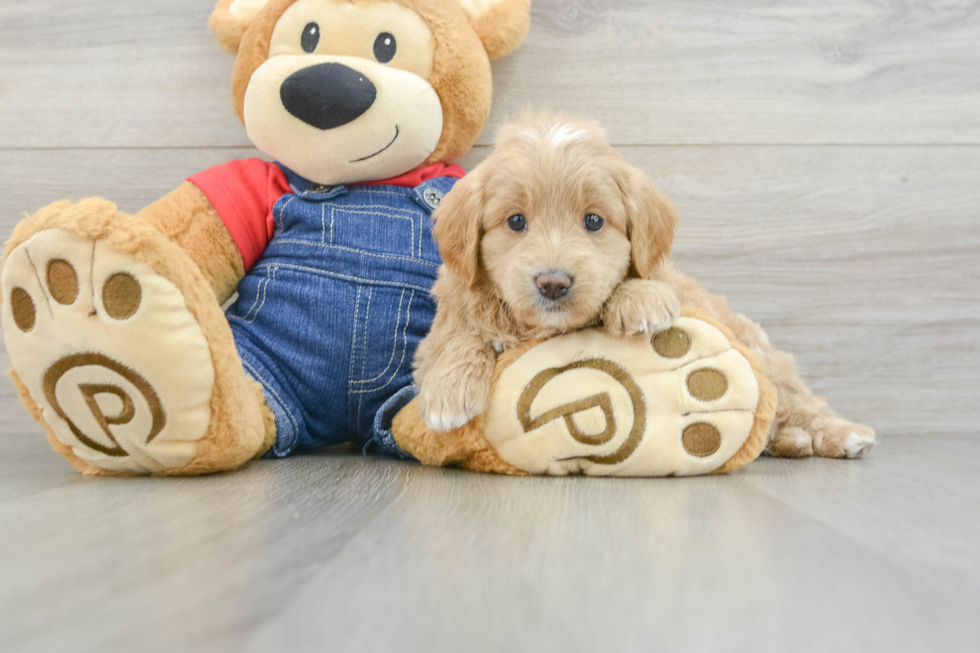 Mini Goldendoodle Pup Being Cute