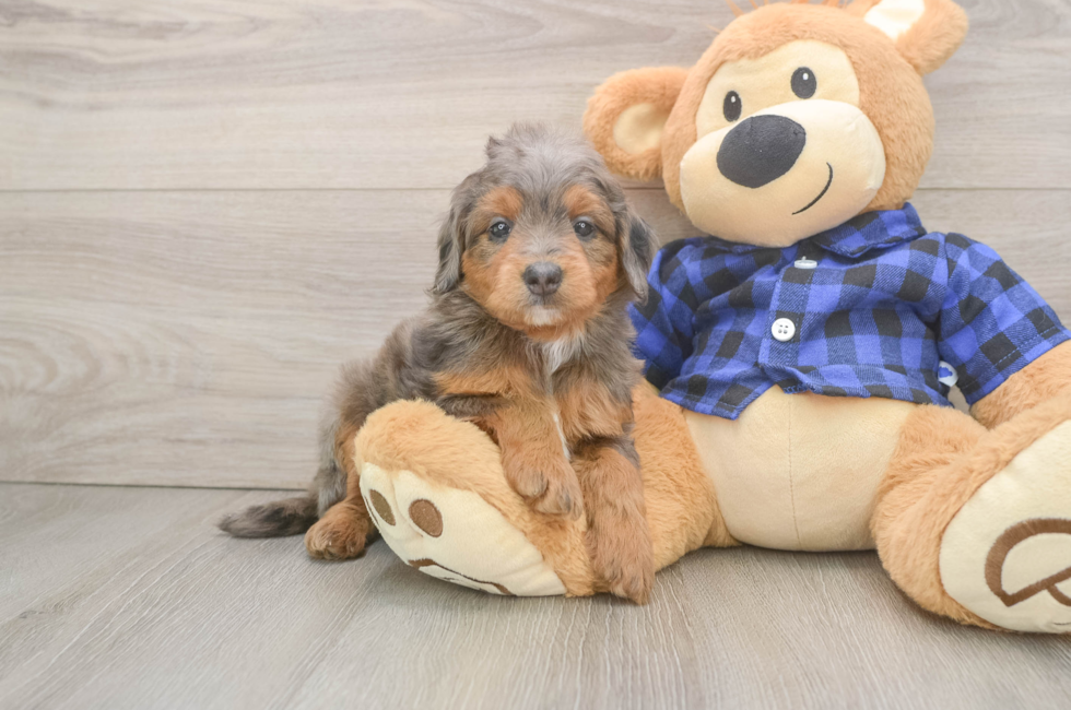 6 week old Mini Goldendoodle Puppy For Sale - Florida Fur Babies