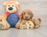 7 week old Mini Goldendoodle Puppy For Sale - Florida Fur Babies