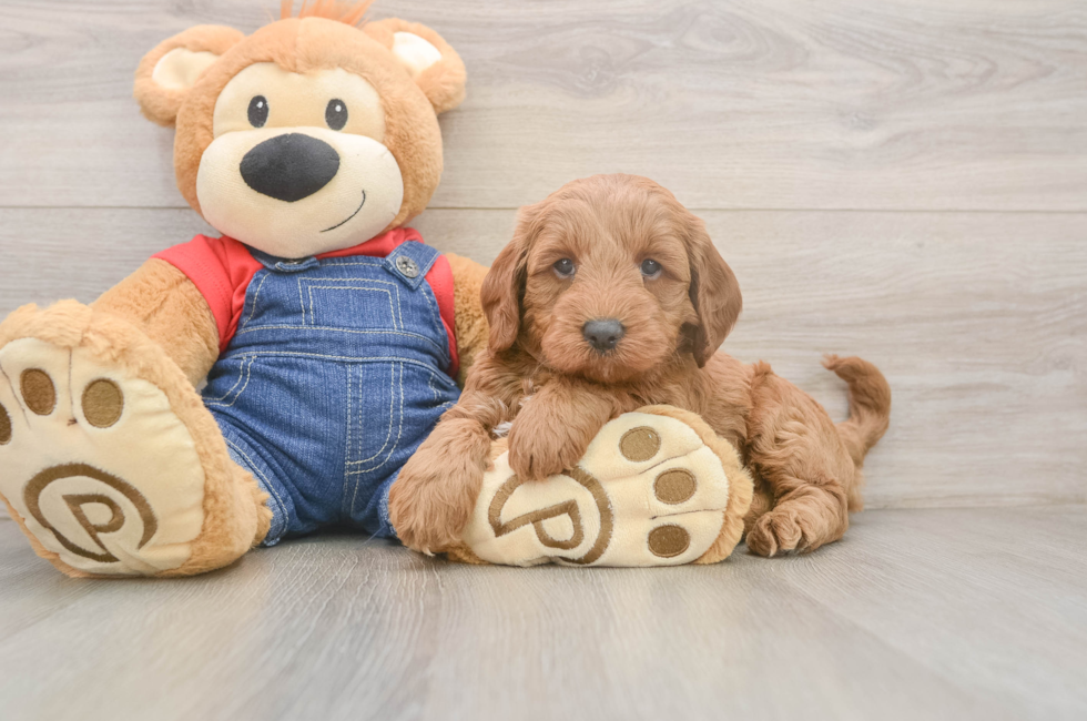 5 week old Mini Goldendoodle Puppy For Sale - Florida Fur Babies