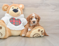 6 week old Mini Goldendoodle Puppy For Sale - Florida Fur Babies