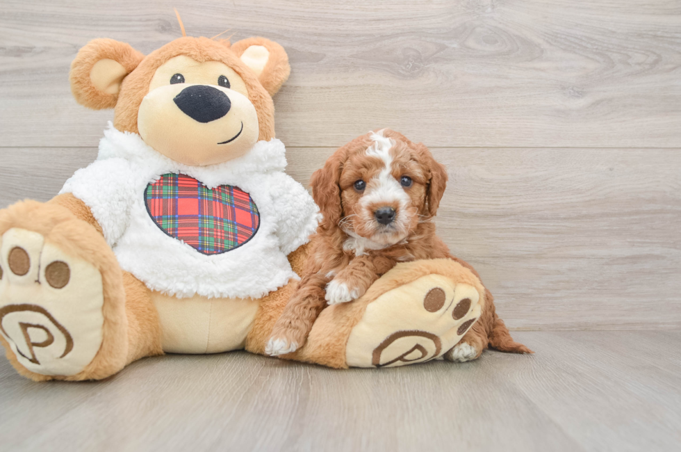 5 week old Mini Goldendoodle Puppy For Sale - Florida Fur Babies