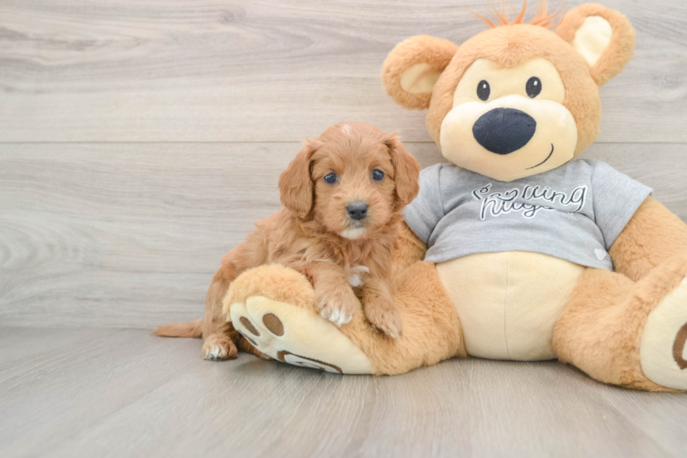 Popular Mini Goldendoodle Poodle Mix Pup