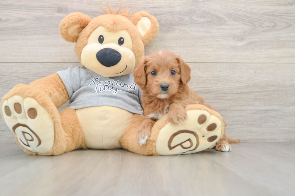 Mini Goldendoodle Pup Being Cute
