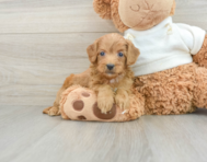 8 week old Mini Goldendoodle Puppy For Sale - Florida Fur Babies