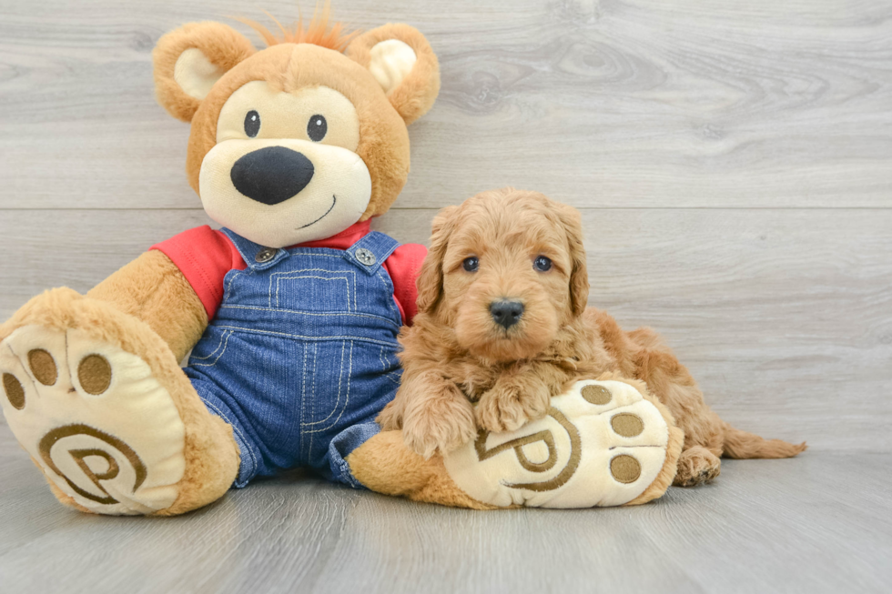 Mini Goldendoodle Pup Being Cute