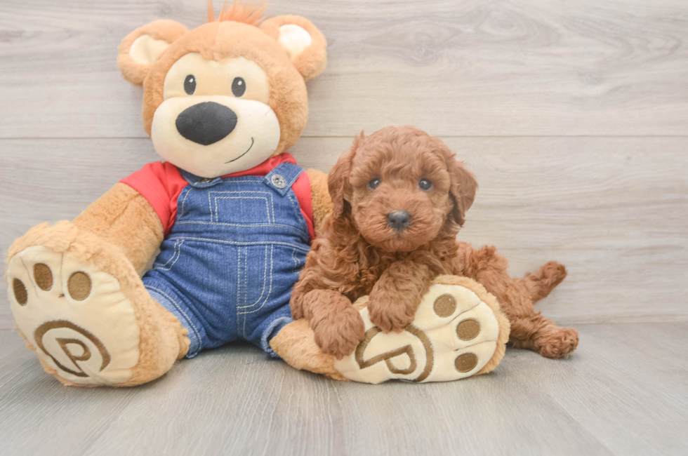 5 week old Mini Goldendoodle Puppy For Sale - Florida Fur Babies