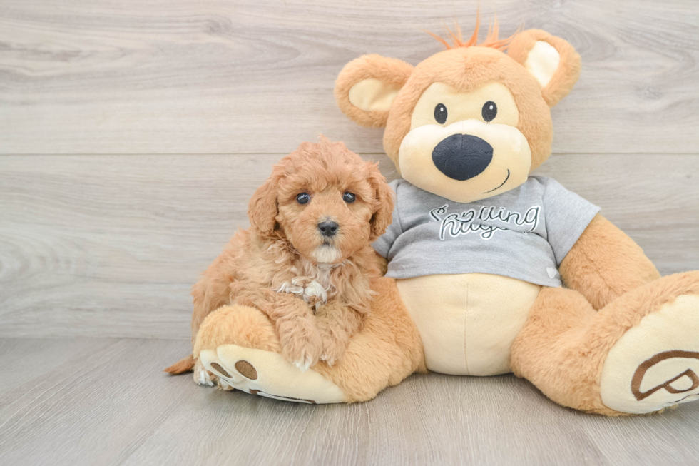 Best Mini Goldendoodle Baby