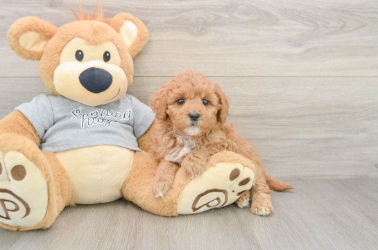 Petite Mini Goldendoodle Poodle Mix Pup