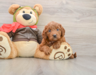7 week old Mini Goldendoodle Puppy For Sale - Florida Fur Babies