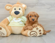 6 week old Mini Goldendoodle Puppy For Sale - Florida Fur Babies