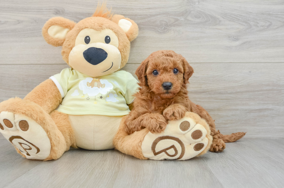 6 week old Mini Goldendoodle Puppy For Sale - Florida Fur Babies