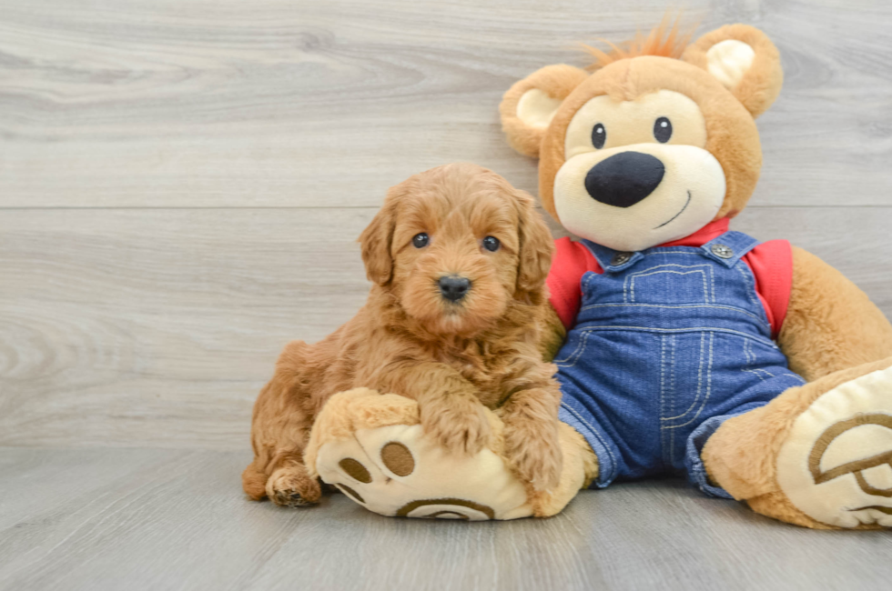 6 week old Mini Goldendoodle Puppy For Sale - Florida Fur Babies