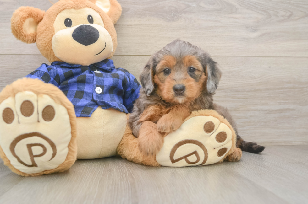 6 week old Mini Goldendoodle Puppy For Sale - Florida Fur Babies