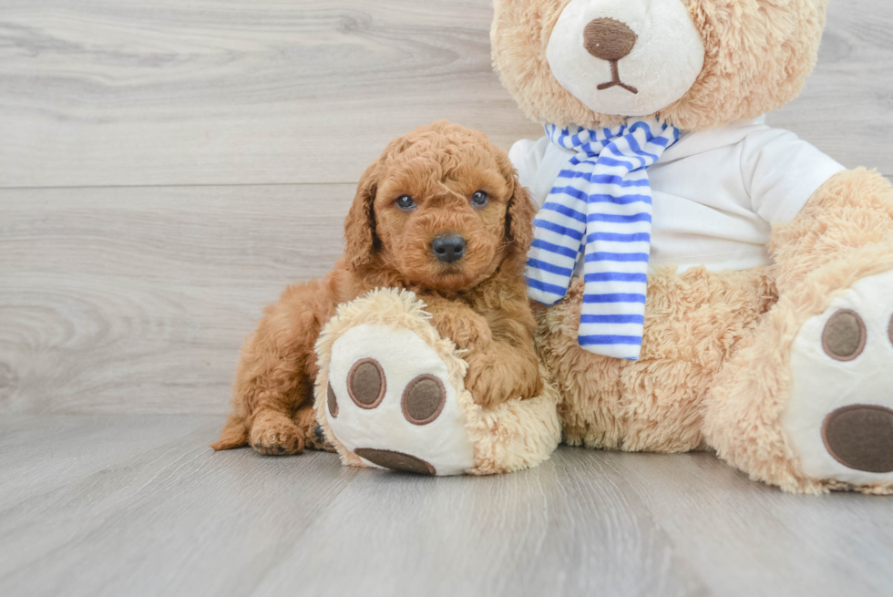 Adorable Golden Retriever Poodle Mix Puppy