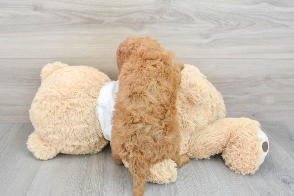 Best Mini Goldendoodle Baby