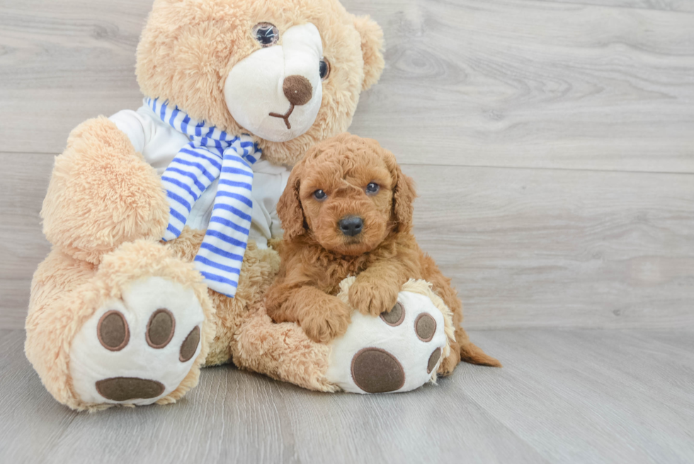 Smart Mini Goldendoodle Poodle Mix Pup