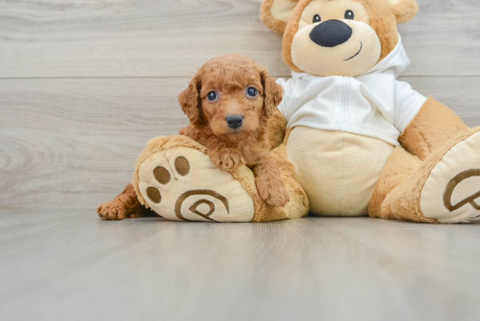 Popular Mini Goldendoodle Poodle Mix Pup