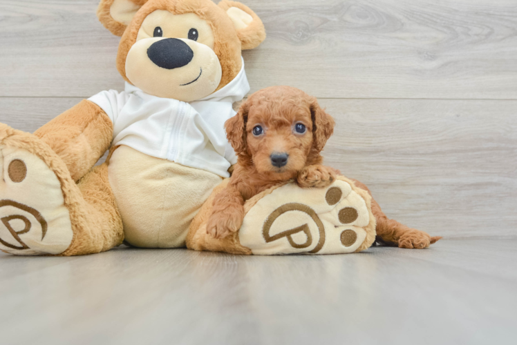 Mini Goldendoodle Puppy for Adoption