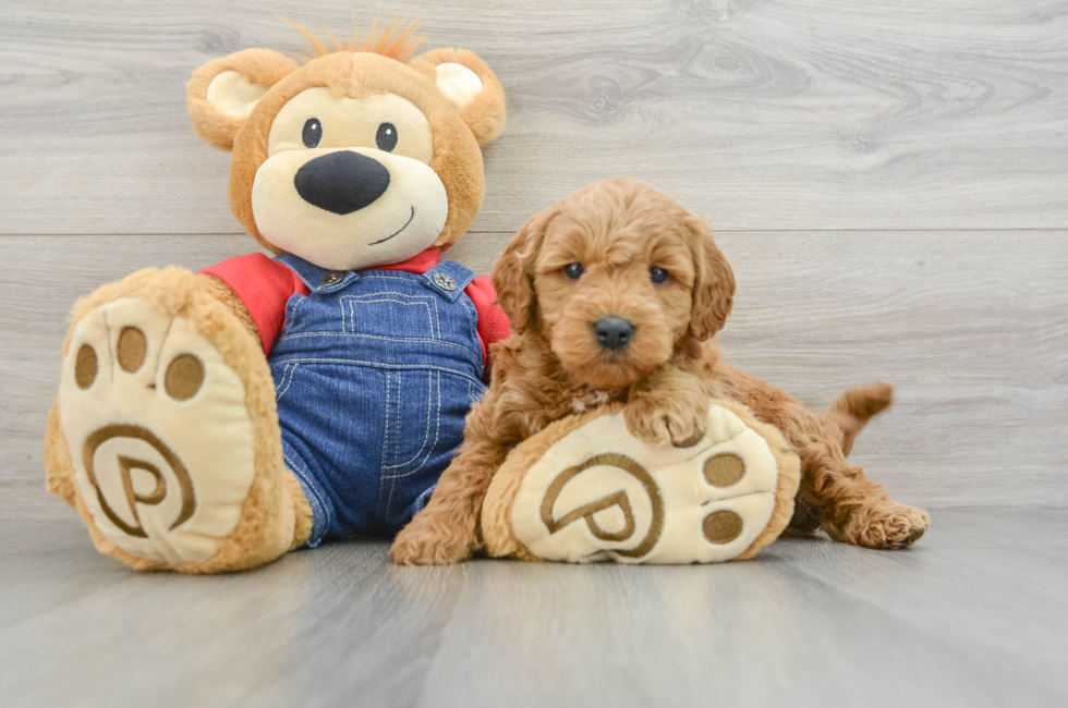 6 week old Mini Goldendoodle Puppy For Sale - Florida Fur Babies